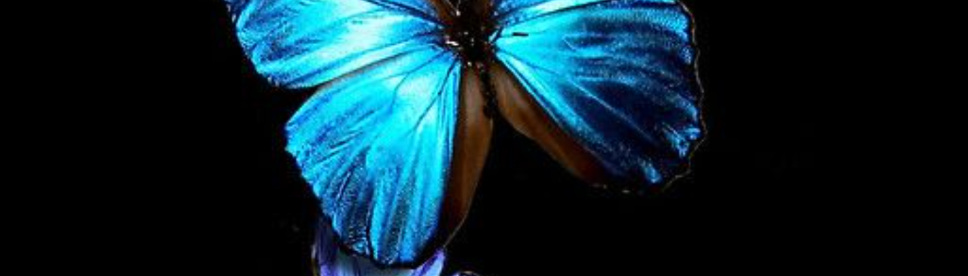 Profile banner image for Celia_Himawari