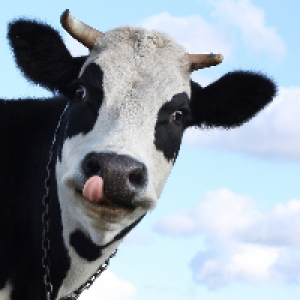 Profile avatar image for AngryCow