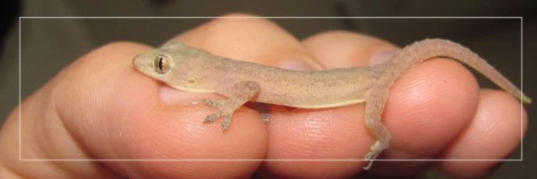 Cover image for post Lizards in my Shower, by JimLamb