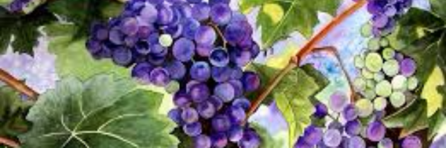 Cover image for post Purple Grapes, by sandflea68