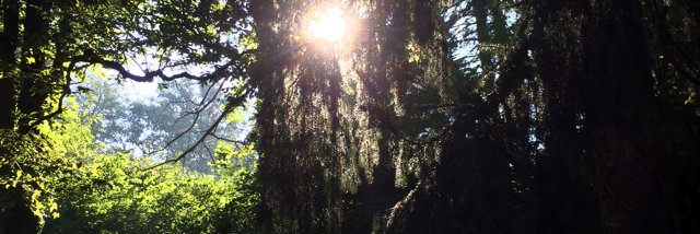 Cover image for post To the Wood, by Kingdom