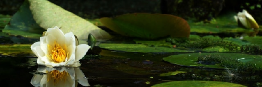 Cover image for post The Curse of Boredom: 
An Ode to Paraquat, Mentor to the Lotus, by BlackHandmade