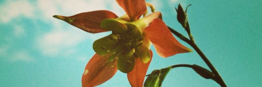 Cover image for post don’t bring me roses, by Tuskntale