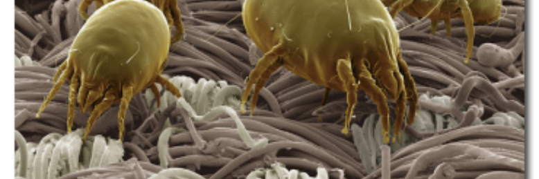 Cover image for post Dust Mites, by sandflea68