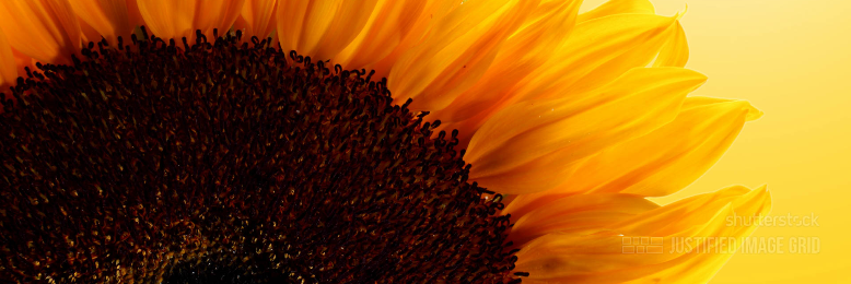 Cover image for post Sunflower, You Have A Pretty Face, by sandflea68