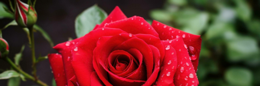 Cover image for post The Rose, by JaneBronte