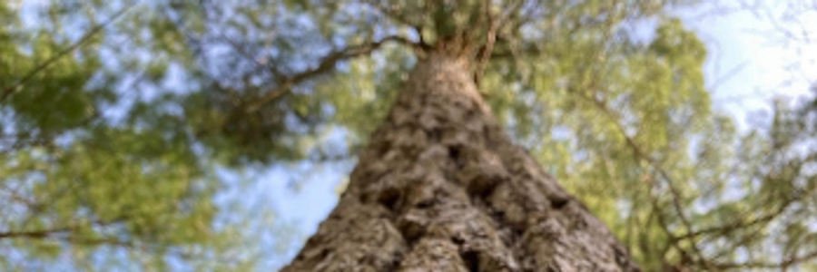 Cover image for post The watchful gaze of the giant pine groves, by Jessi