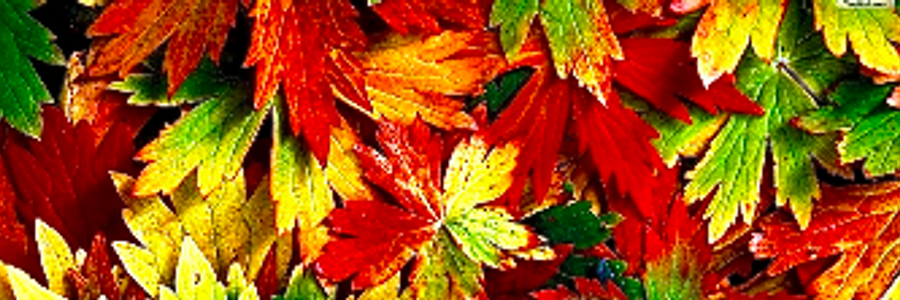 Cover image for post Autumnal Commencement , by Dionysian66