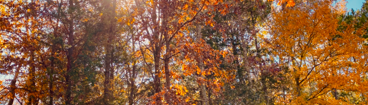 Profile banner image for JessieRogers