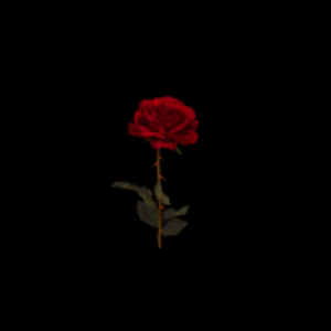 Profile avatar image for xbleedingrosesx