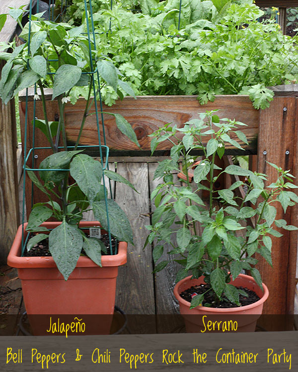 Bigger Really IS Better, Tips on Container Gardening