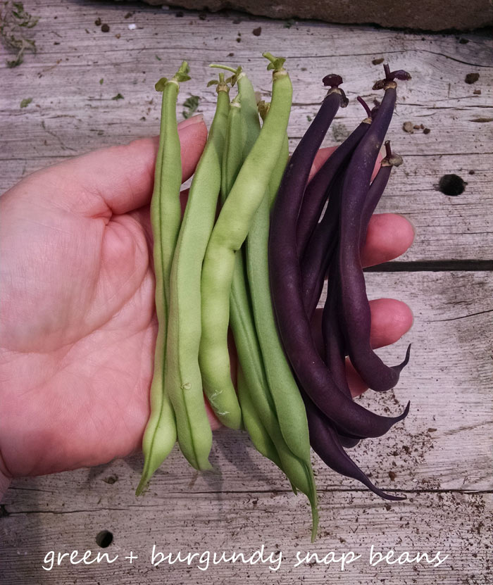 A Midsummer's Garden - Why You Should Grow Your Own Vegetables & Herbs from Soupaddict.com