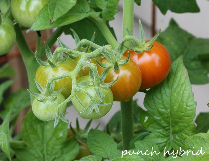 A Midsummer's Garden - Why You Should Grow Your Own Vegetables & Herbs from Soupaddict.com