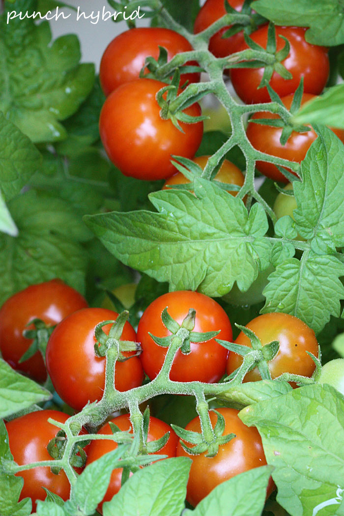 A Midsummer's Garden - Why You Should Grow Your Own Vegetables & Herbs from Soupaddict.com