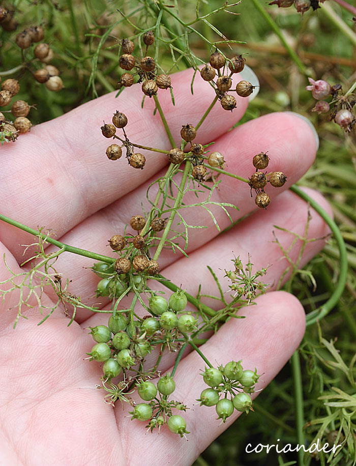 A Midsummer's Garden - Why You Should Grow Your Own Vegetables & Herbs from Soupaddict.com