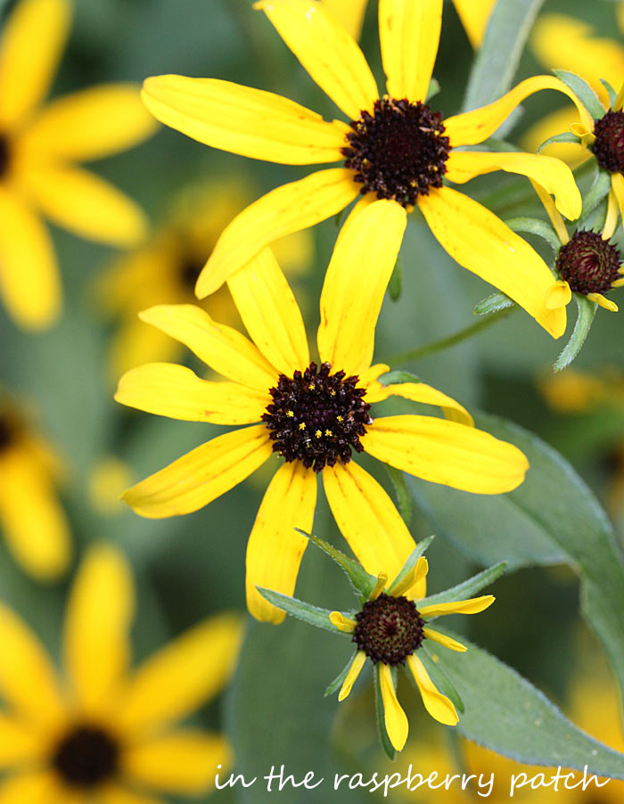 A Midsummer's Garden - Why You Should Grow Your Own Vegetables & Herbs from Soupaddict.com