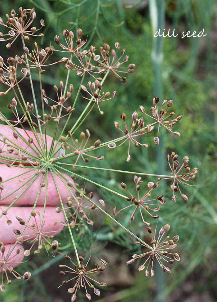 A Midsummer's Garden - Why You Should Grow Your Own Vegetables & Herbs from Soupaddict.com