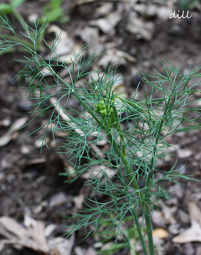A Midsummer's Garden - Why You Should Grow Your Own Vegetables & Herbs from Soupaddict.com