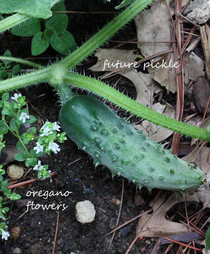 A Midsummer's Garden - Why You Should Grow Your Own Vegetables & Herbs from Soupaddict.com