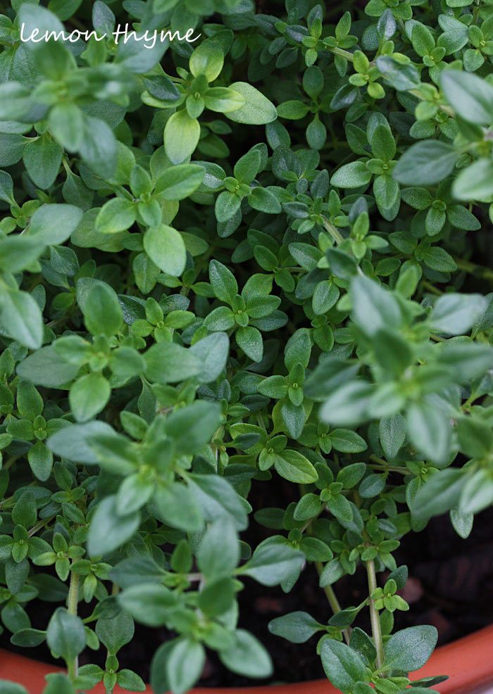 A Midsummer's Garden - Why You Should Grow Your Own Vegetables & Herbs from Soupaddict.com