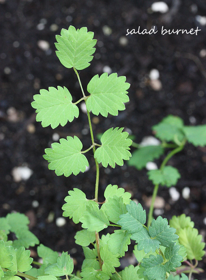 A Midsummer's Garden - Why You Should Grow Your Own Vegetables & Herbs from Soupaddict.com