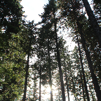Profile avatar image for woodswalk