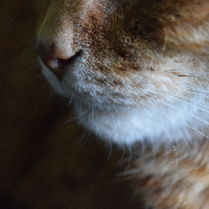 Profile avatar image for bastet1618