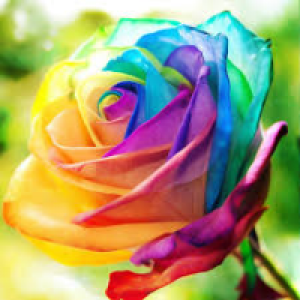 Profile avatar image for Rose0603