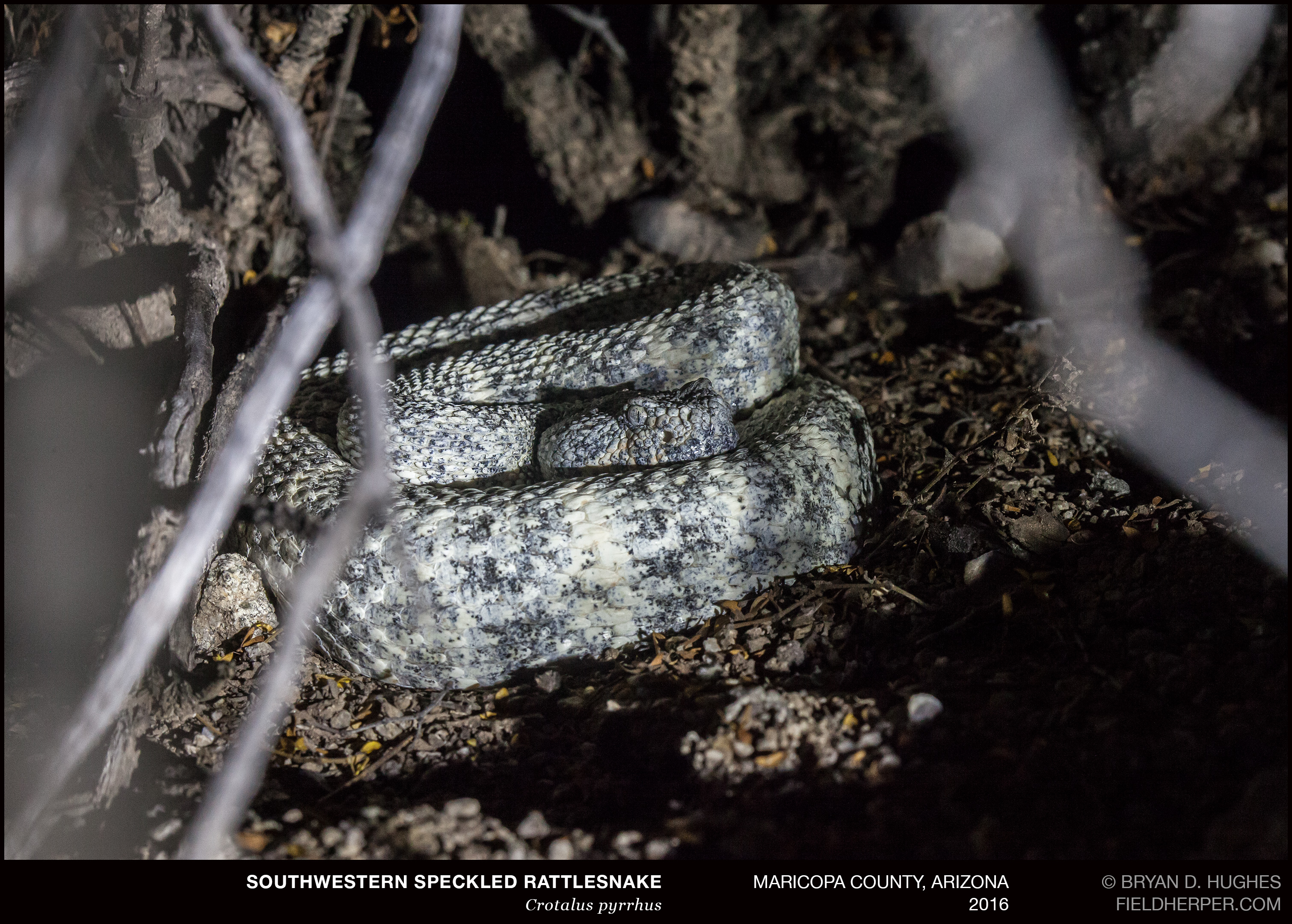 Rattlesnake Solutions LLC