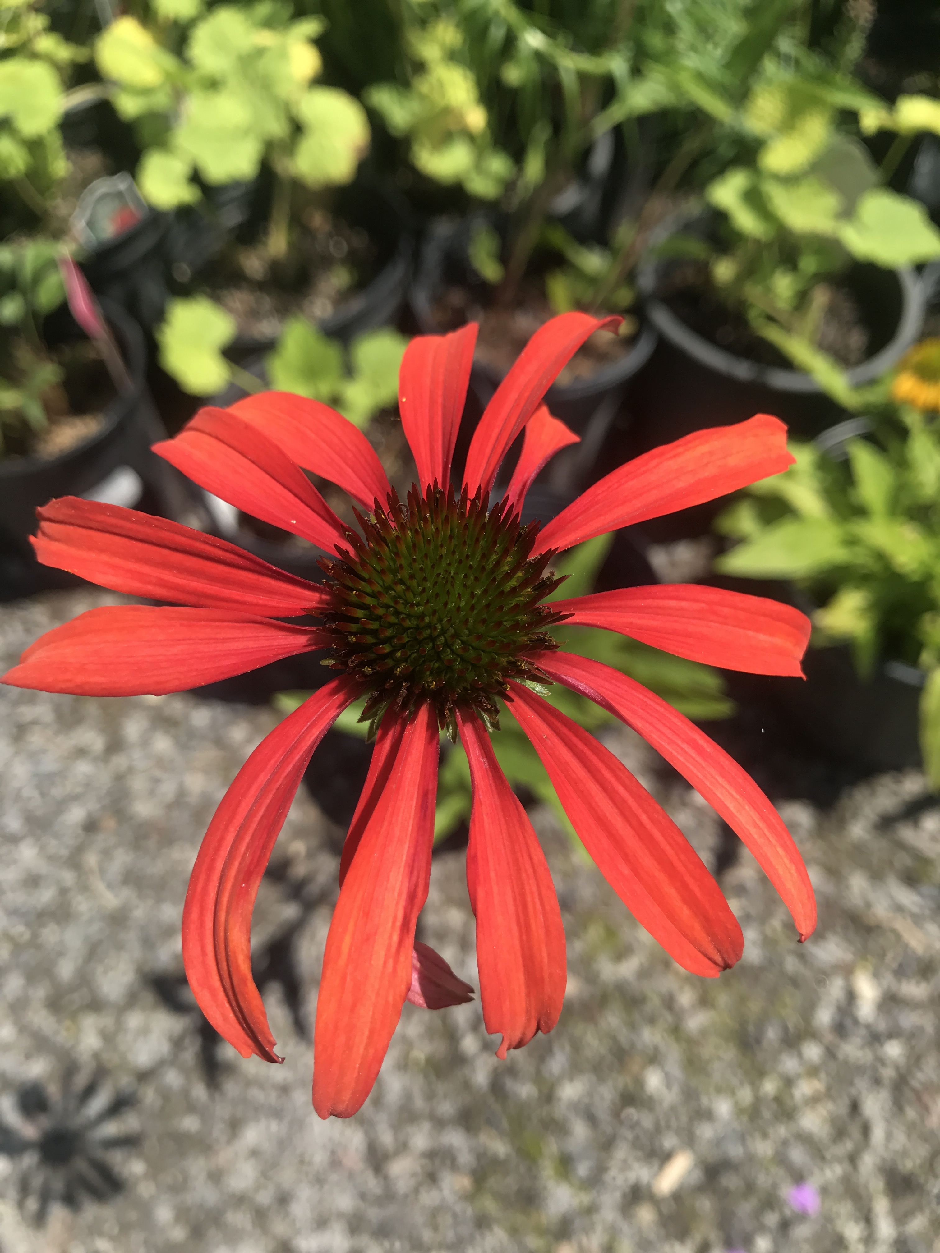 Broccolo Tree and Lawn Care Image