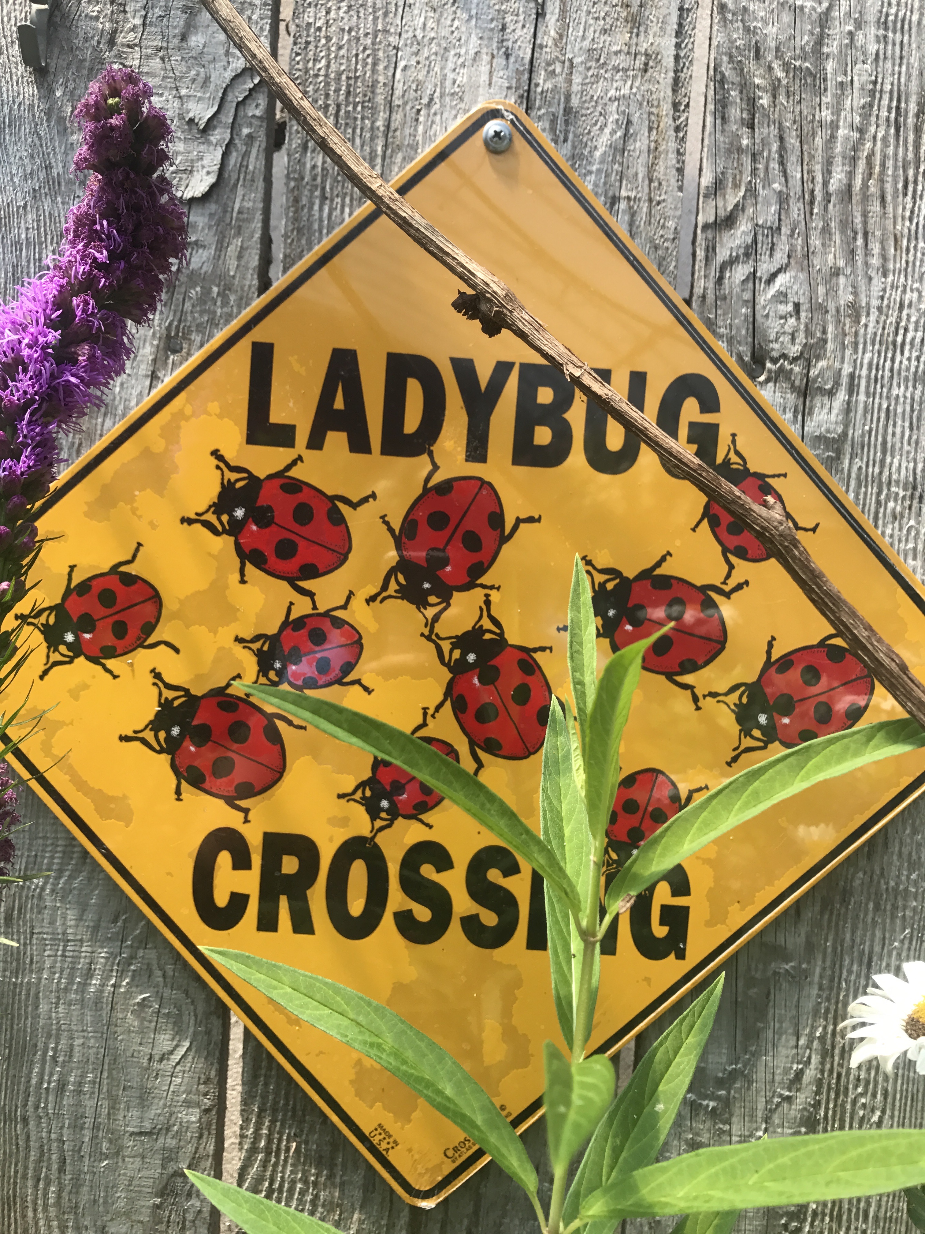 Broccolo Tree and Lawn Care Image