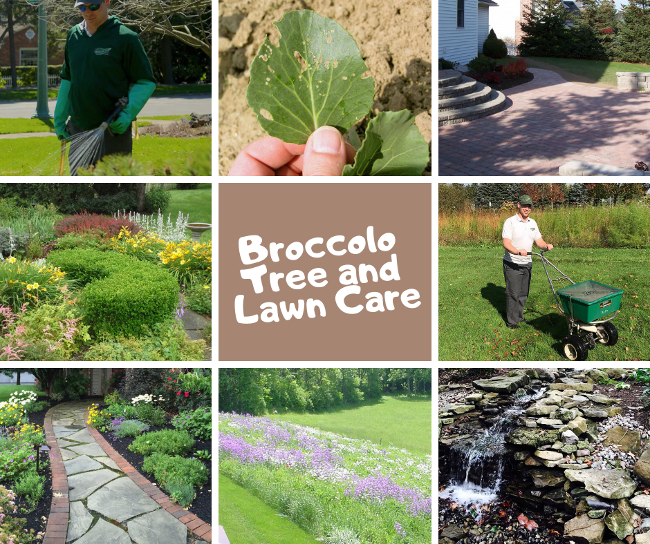 Broccolo Tree and Lawn Care Image