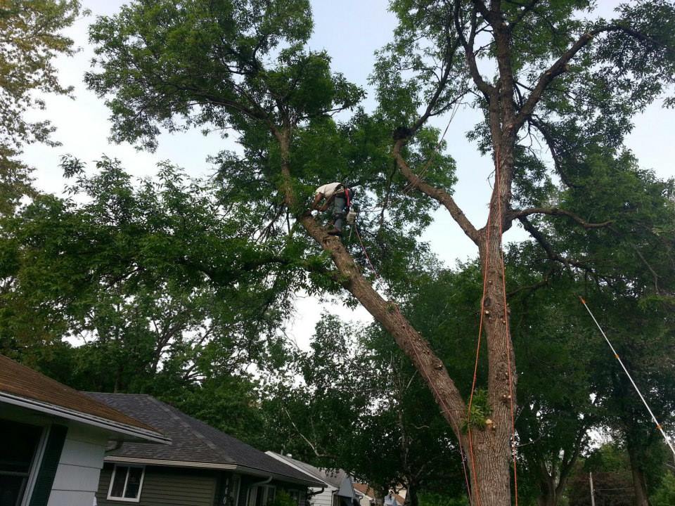 True Tree Solutions Image