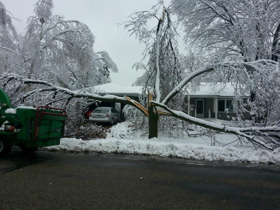 True Tree Solutions Image