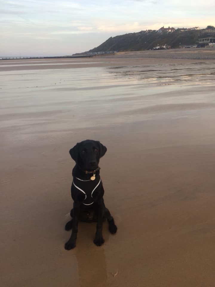White Collar Walks