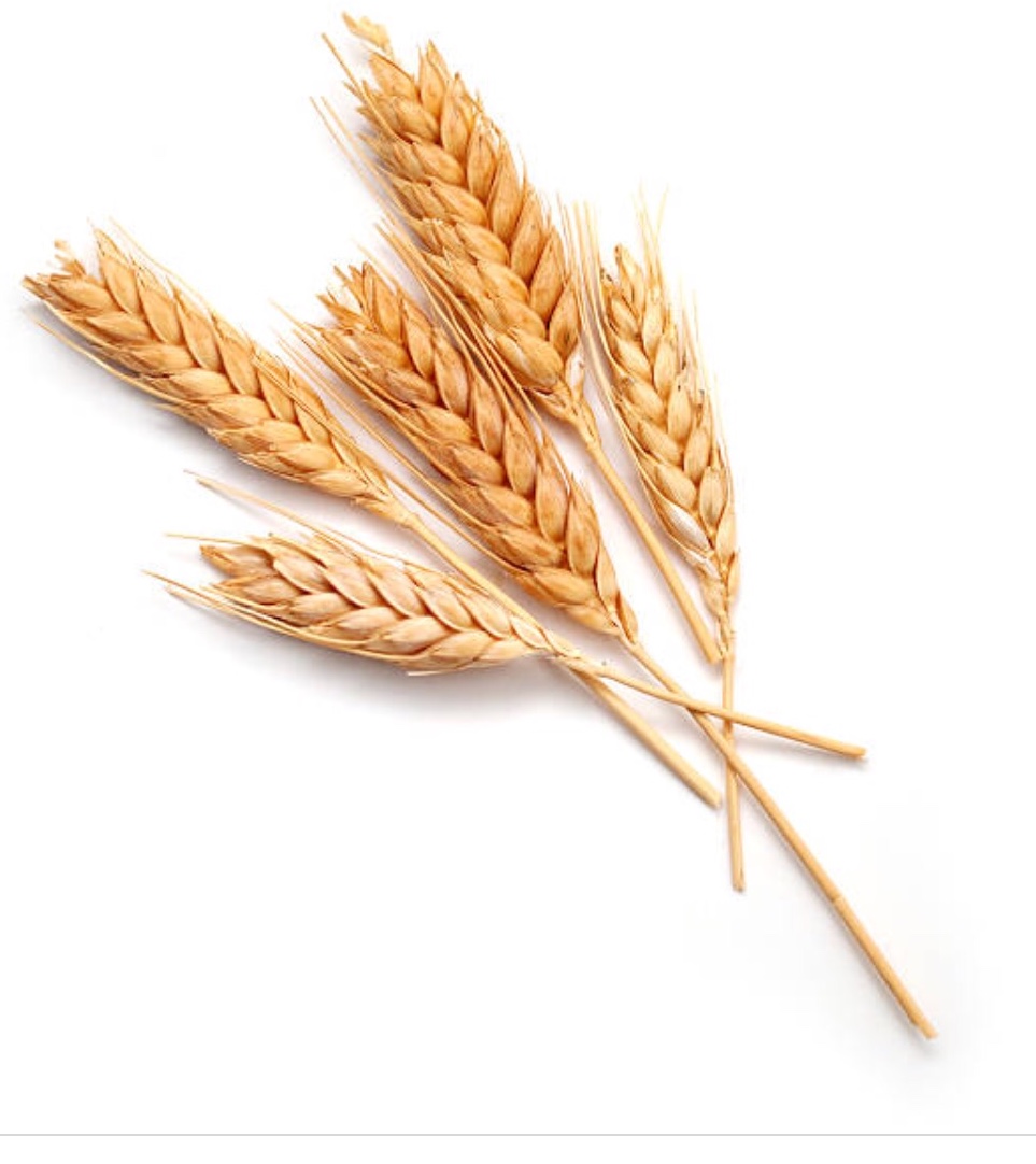 Noted Technical Bakery Services Inc