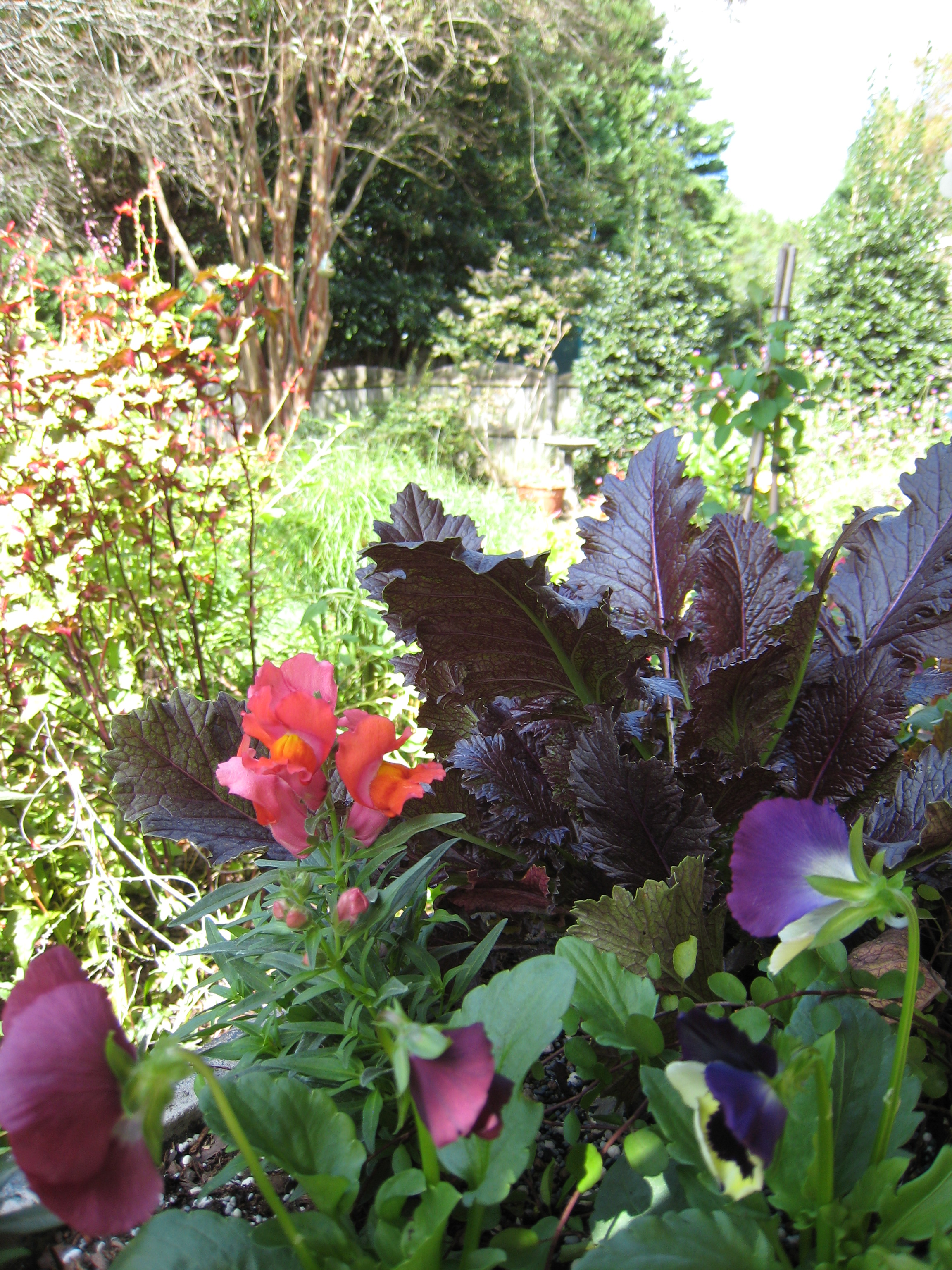 Osborne's Plants in Pots