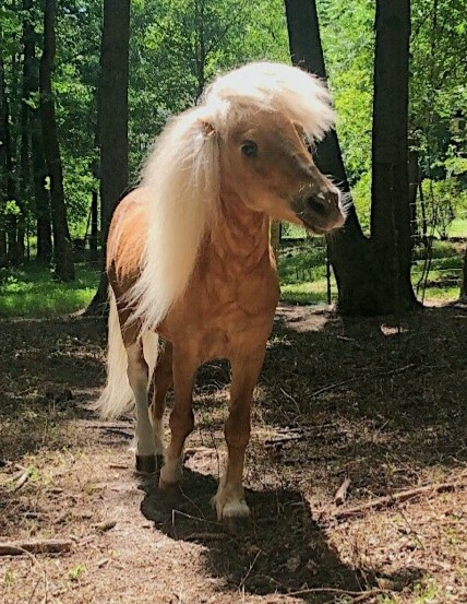 Party Pony & Friends