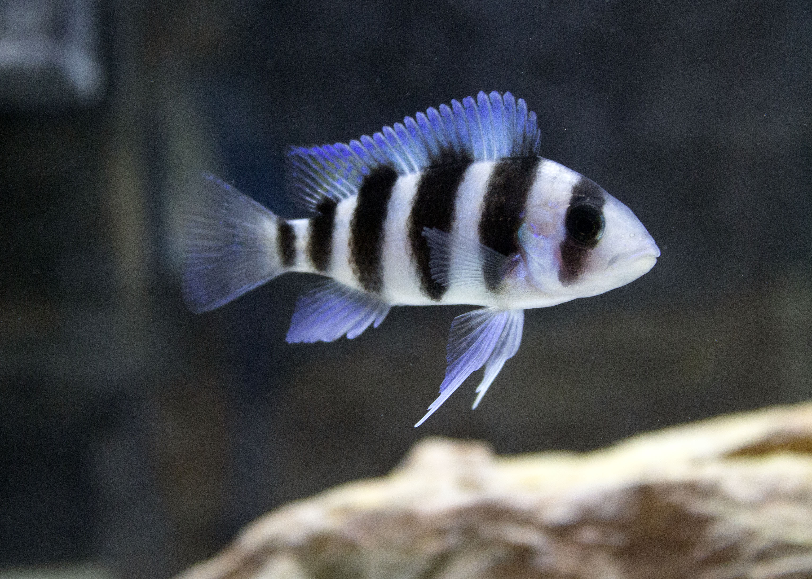 Finchville Aquatics LLC