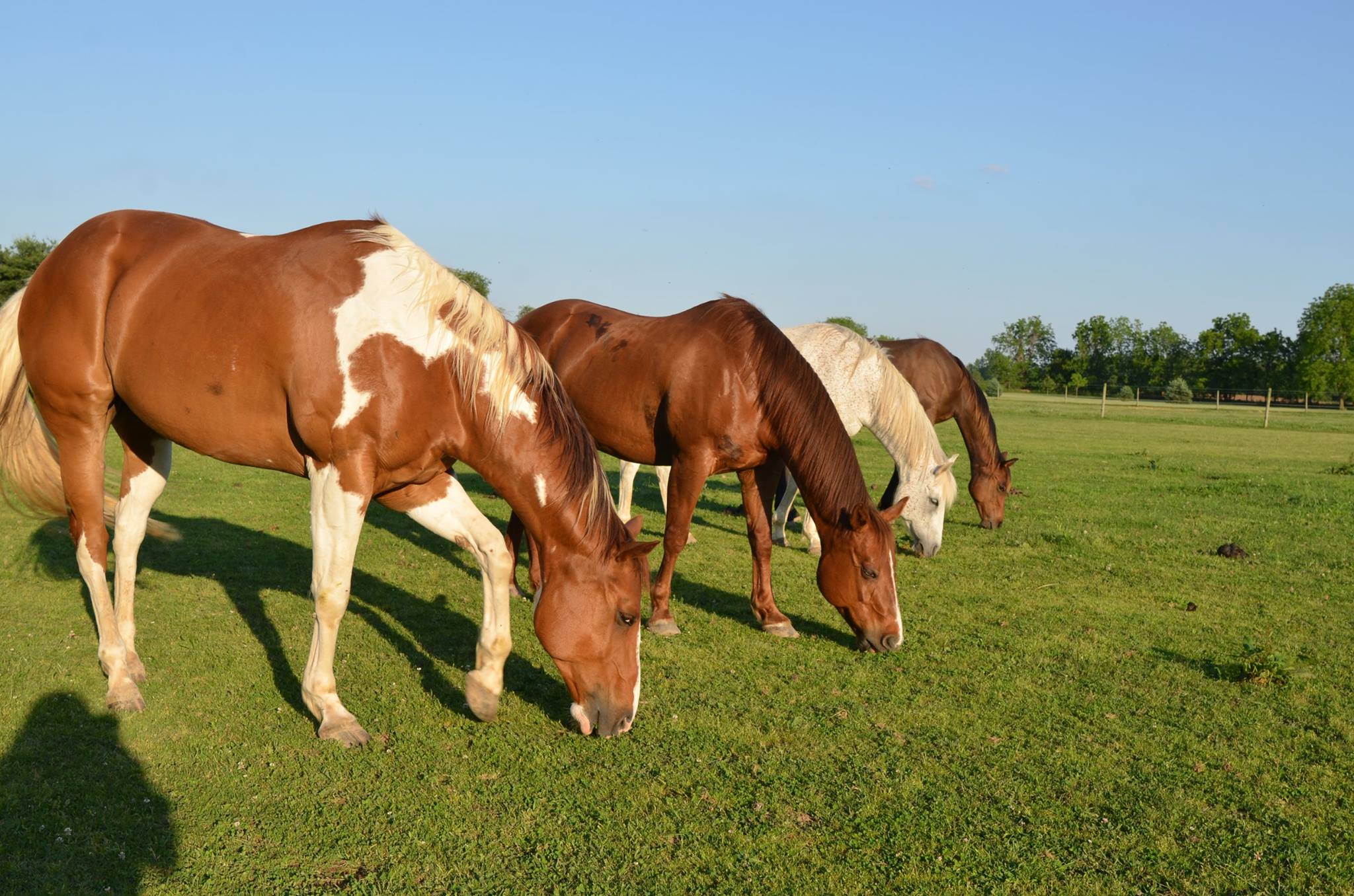 Hold Your Horses Stables
