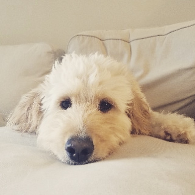 Torii Pines Standard Goldendoodles