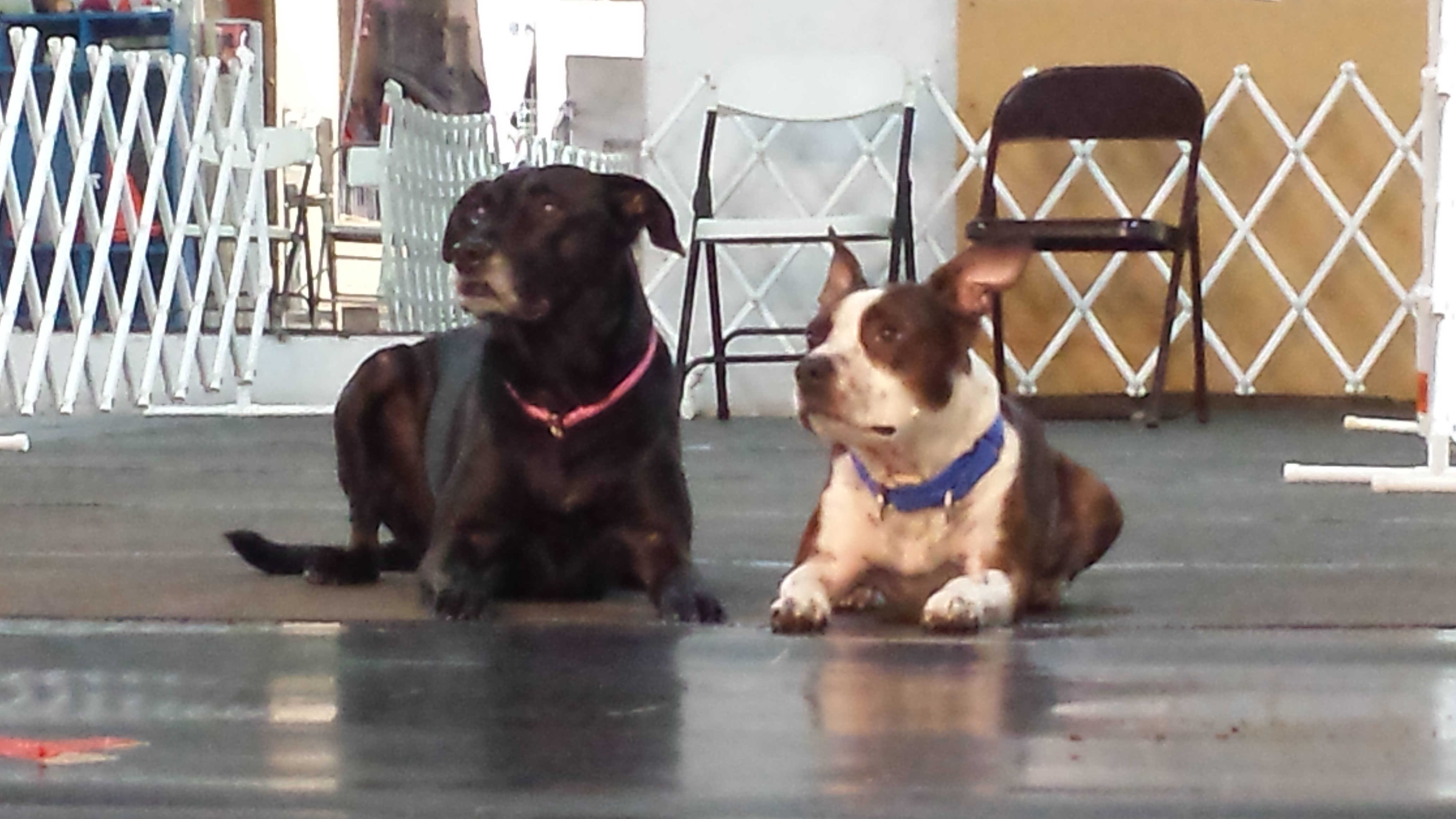 Einstein's Canine College