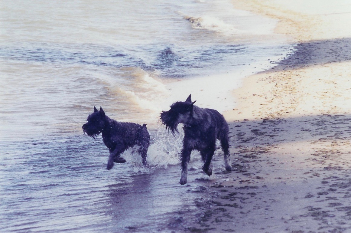 Dogs Love Training!
