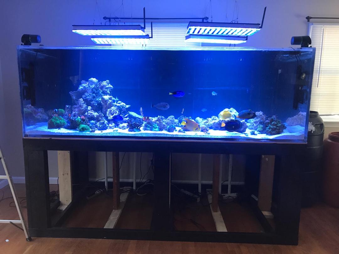 Big Fish Custom Acrylic Aquariums