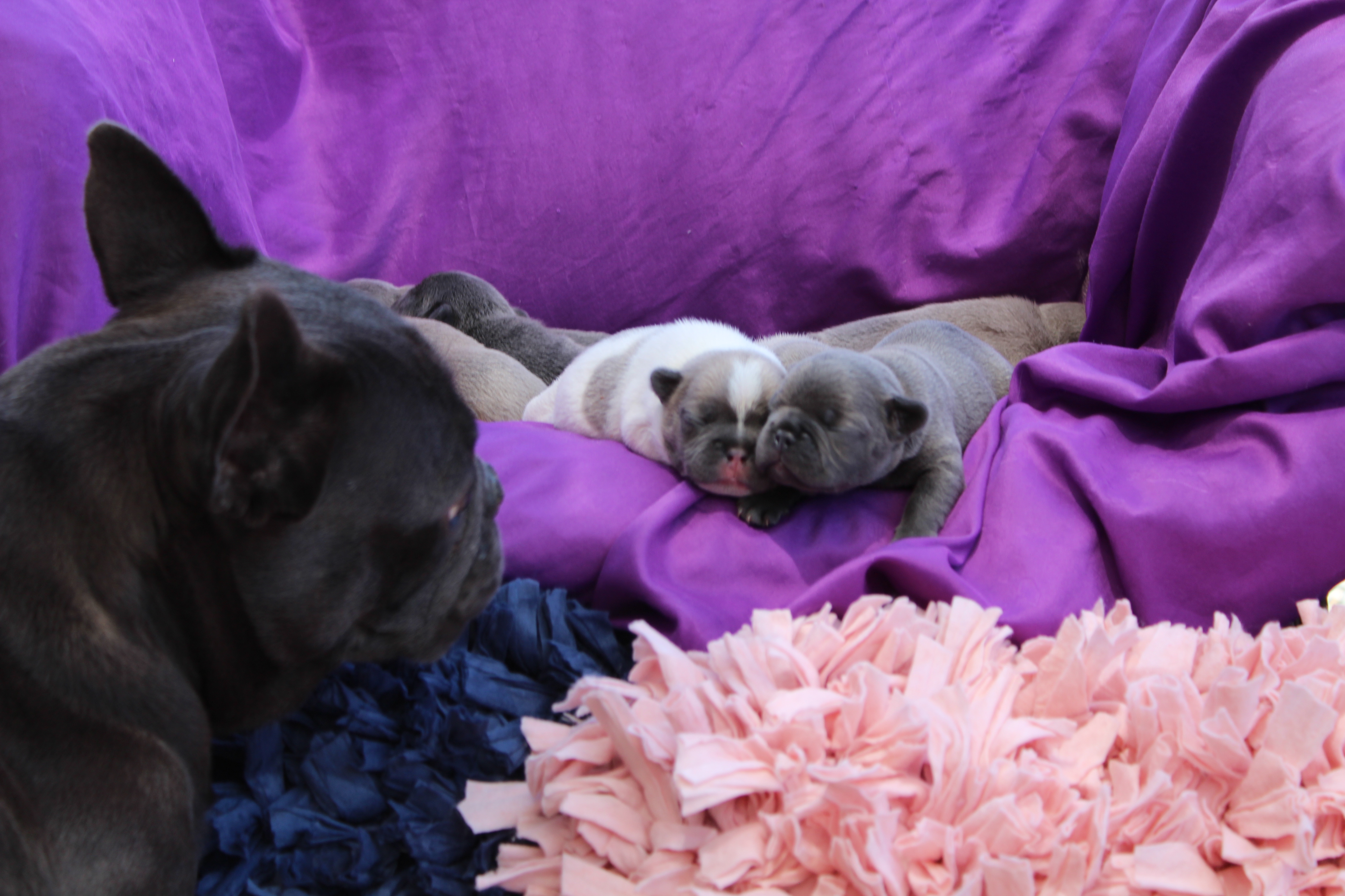 Blue Mountain Copper Frenchies