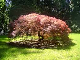 Threadleaf Landscapes LLC