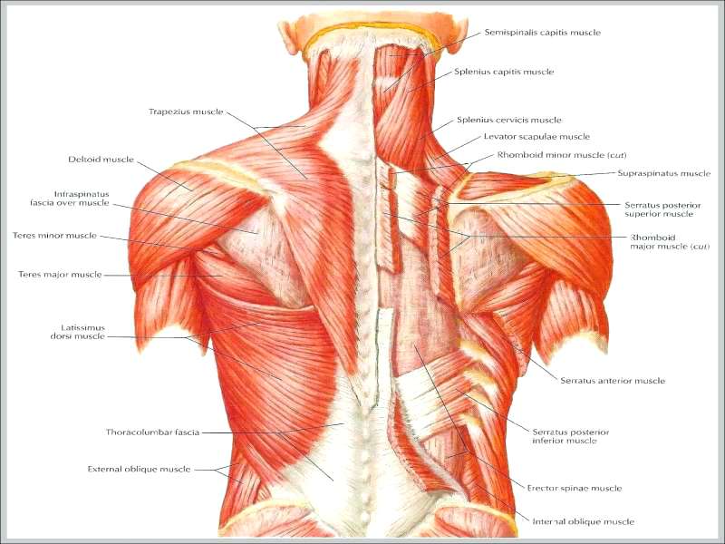 Emerald Spring Orthopedic Massage, LLC