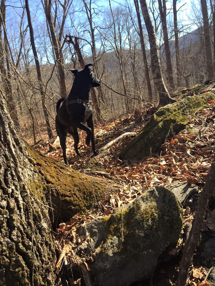 Canine Companion