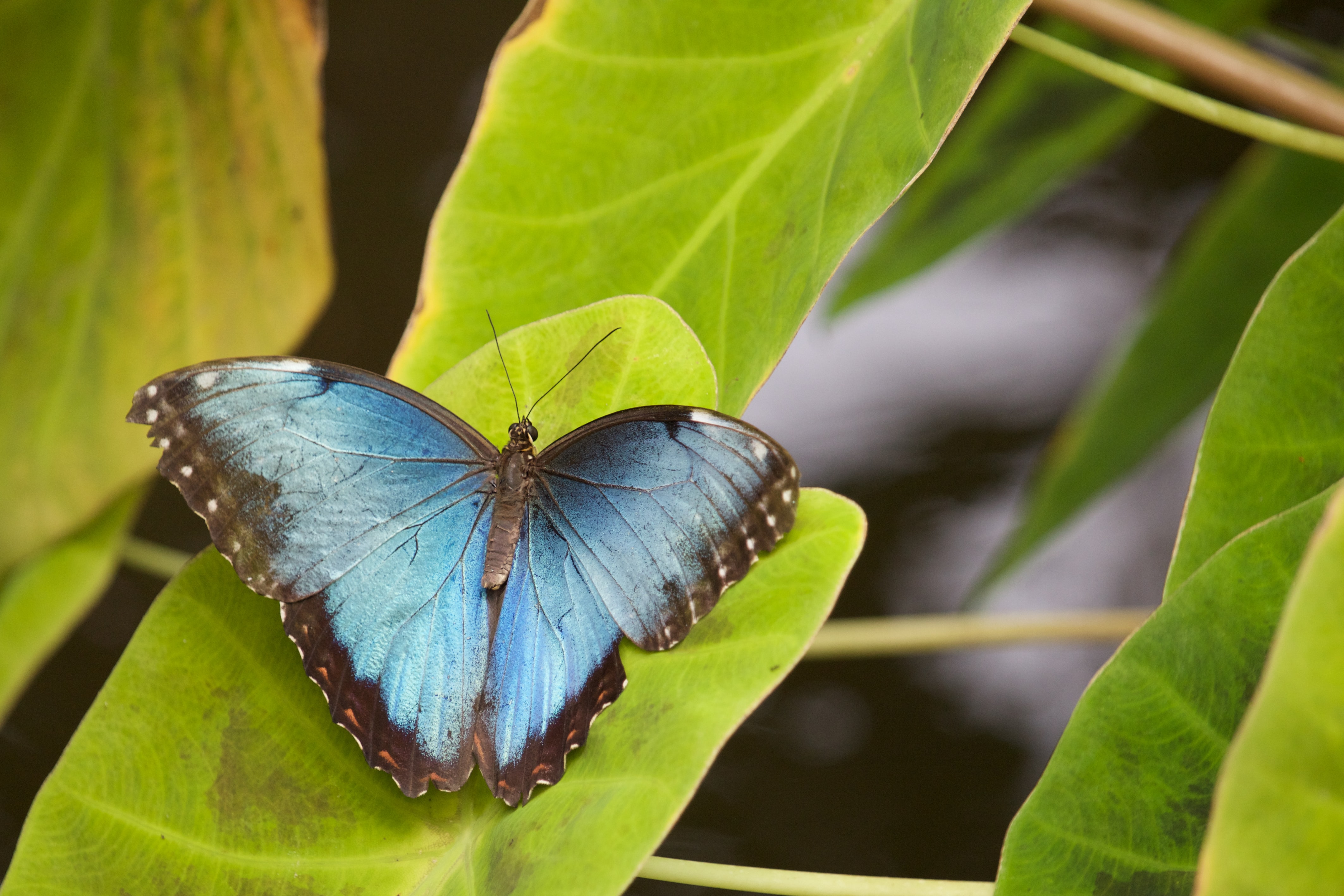 Monarch Behavioral Health Center LLC