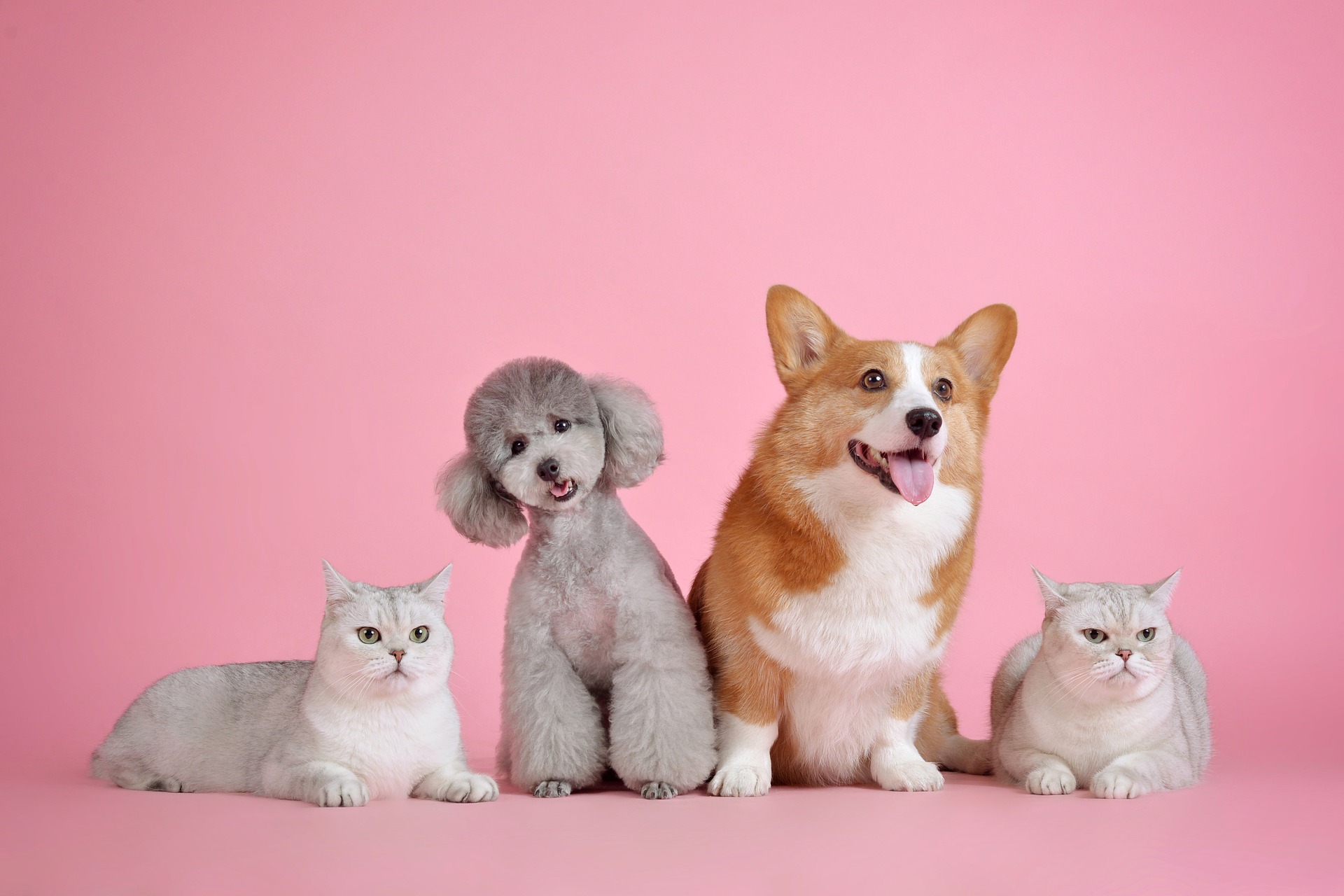 Fur de Leash Mobile Pet Spa